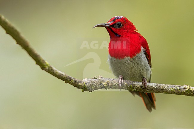 Temminck's Sunbird (Aethopyga temminckii) Perched on a branch in Borneo stock-image by Agami/Dubi Shapiro,