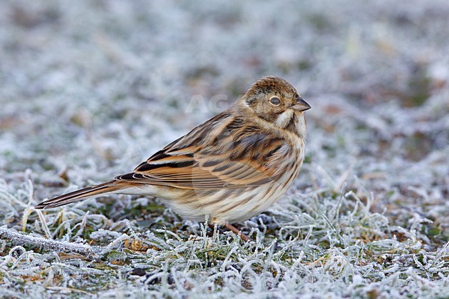 Rietgors foeragerend in berijpt gras; Reed Bunting feeding in frosty grass stock-image by Agami/Daniele Occhiato,
