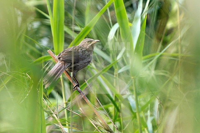 Striated Babbler (Argya earlei) in Northeast India. stock-image by Agami/Dani Lopez-Velasco,