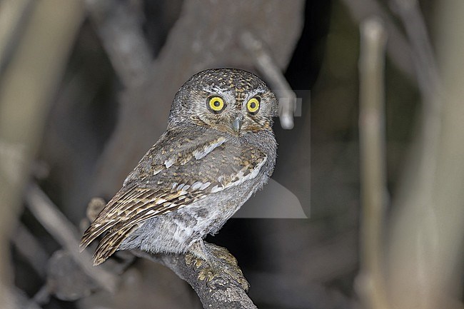 Tiny Elf Owl (Micrathene whitneyi) in Western Mexico. stock-image by Agami/Pete Morris,