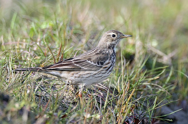 Siberian Buff-bellied Pipit (Anthus rubescens japonicus) in China. stock-image by Agami/Jonathan Martinez,
