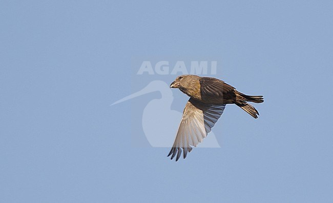 Female type Parrot Crossbill (Loxia pytyopsittacus) in flight at Melby in Denmark. stock-image by Agami/Helge Sorensen,