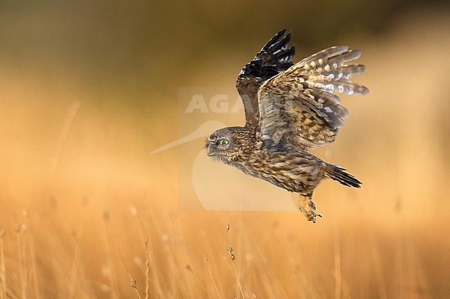 Little Owl (Athene noctua) in Italy. In flight. stock-image by Agami/Daniele Occhiato,