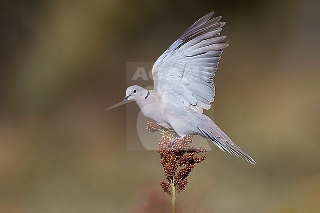 Collared Dove, Streptopelia decaocto, in Italy. stock-image by Agami/Daniele Occhiato,