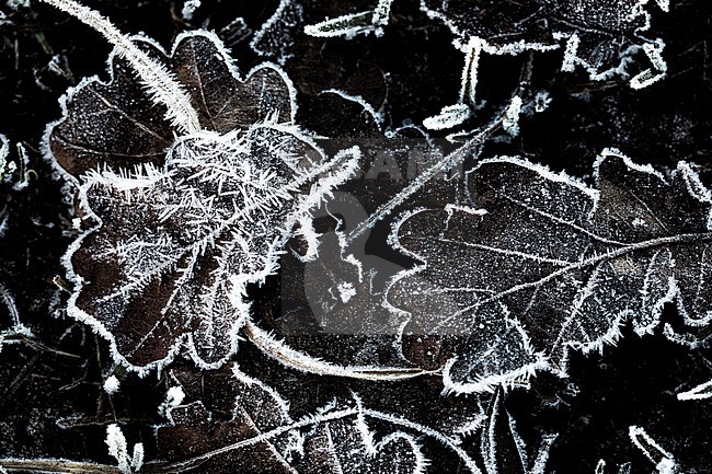 Berijpt blad, Frosted leaves stock-image by Agami/Wil Leurs,