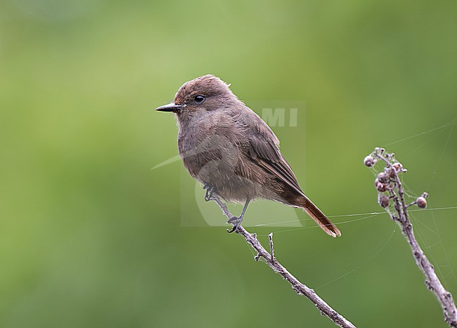 Vermilion Flycatcher (Pyrocephalus rubinus obscurus) male, sooty form, perched on a thin twig with plain background stock-image by Agami/Andy & Gill Swash ,