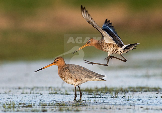 Grutto, Black-tailed Godwit, Limosa limosa stock-image by Agami/Hans Germeraad,