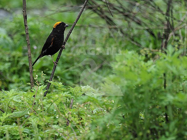 Male Golden-naped Finch (Pyrrhoplectes epauletta) in Northeast-India. stock-image by Agami/James Eaton,