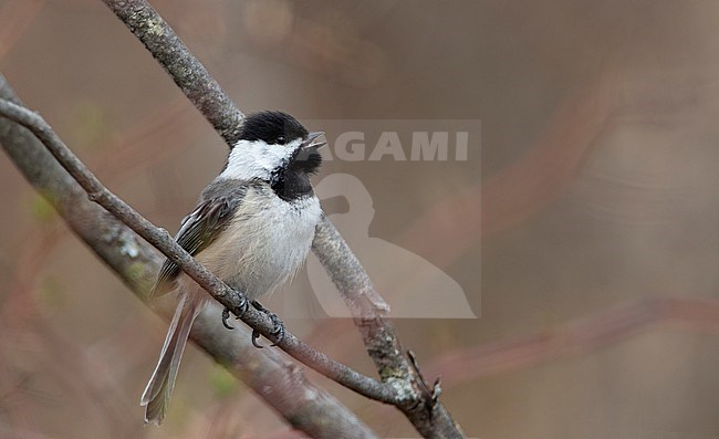 Black-capped Chickadee (Poecile atricapillus) calling and perched on a branch at Cape Cod, USA stock-image by Agami/Helge Sorensen,