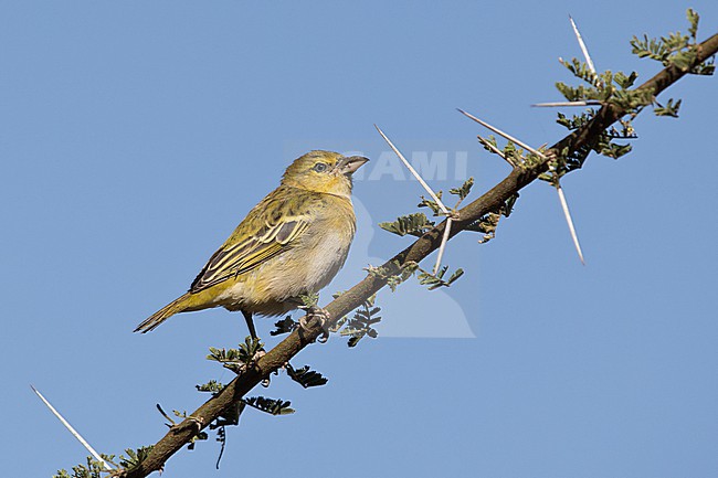 Adult female Speke's weaver (Ploceus spekei) perching on a thorny accacia branch stock-image by Agami/Mathias Putze,