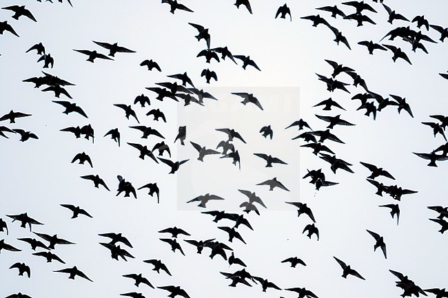 Common Starling - Star - Sturnus vulgaris ssp. vulgaris, Germany, roosting site stock-image by Agami/Ralph Martin,