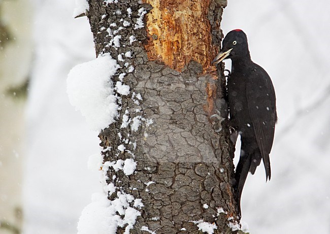 Vrouwtje Zwarte Specht foeragerend tegen boom in de winter; Female Black Woodpecker feeding against tree in winter stock-image by Agami/Markus Varesvuo,