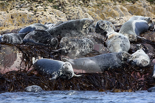Rustende Grijze Zeehonden, Resting Grey Seals stock-image by Agami/Chris van Rijswijk,