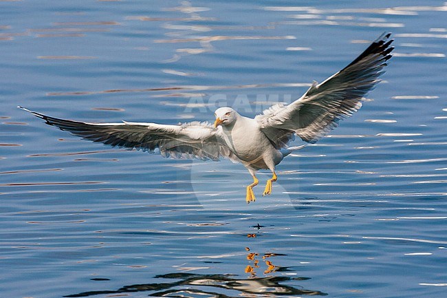 Adult Yellow-legged Gull (Larus michahellis michahellis) catching small fish in the harbour of Molivos on Lesvos, Greece. stock-image by Agami/Marc Guyt,