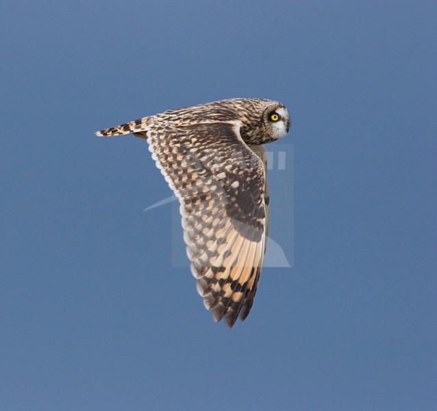 Velduil jagend; Short-eared Owl hunting stock-image by Agami/Ran Schols,
