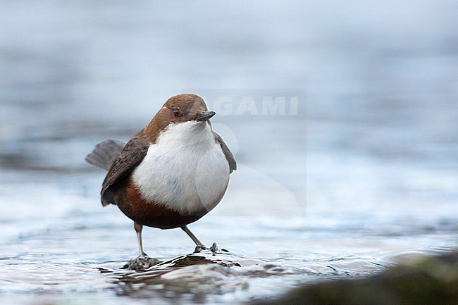Waterspreeuw, White-throated Dipper stock-image by Agami/Ralph Martin,