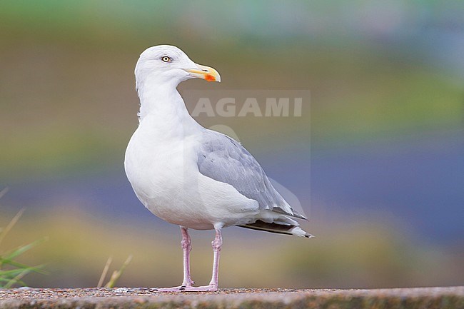 Herring Gull - Silbermöwe - Larus argentatus, Germany, adult stock-image by Agami/Ralph Martin,