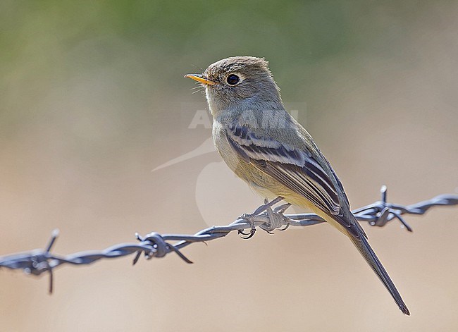 Pine Flycatcher, Empidonax affinis, in Western Mexico. stock-image by Agami/Pete Morris,