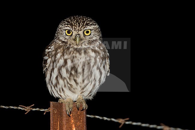 Little Owl - Steinkauz - Athene noctua vidalii, Spain, adult stock-image by Agami/Ralph Martin,