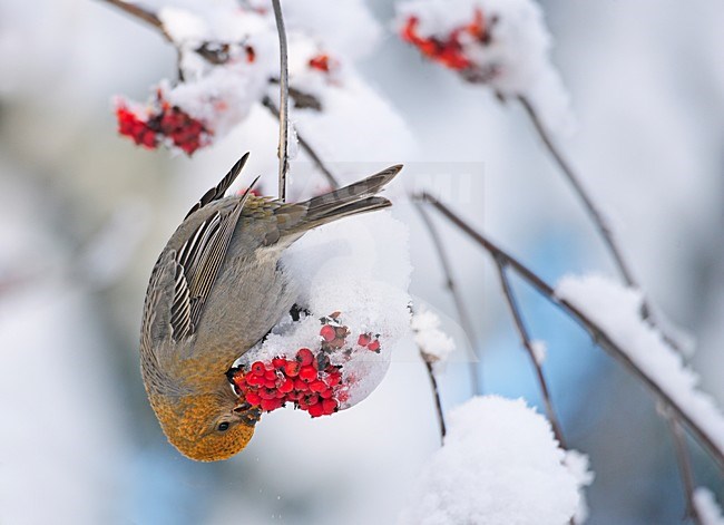 Haakbek in winters landschap; Pine Grosbeak in winter setting stock-image by Agami/Markus Varesvuo,