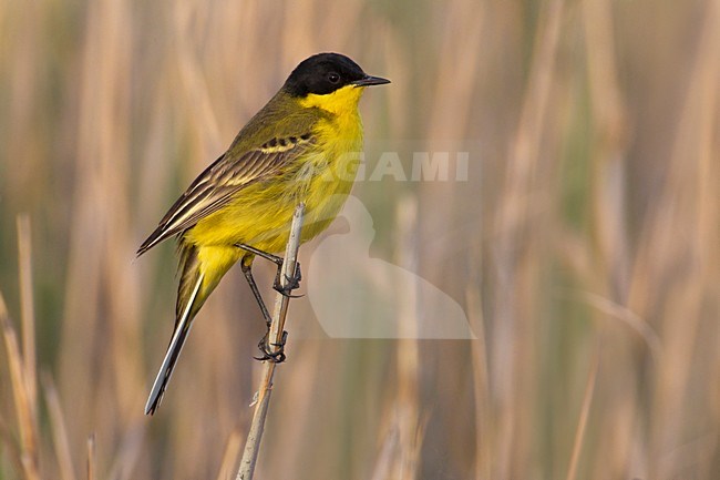 Mannetje Balkankwikstaart, Male Black-headed Wagtail stock-image by Agami/Daniele Occhiato,