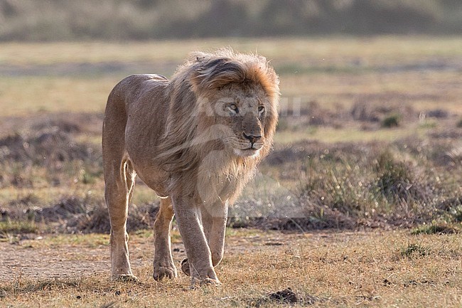 A male lion, Panthera leo, patrolling the territory. Ndutu, Ngorongoro Conservation Area, Tanzania stock-image by Agami/Sergio Pitamitz,