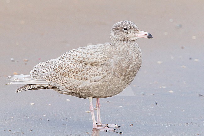 Grote Burgemeester, Glaucous Gull, Larus hyperboreus stock-image by Agami/Menno van Duijn,