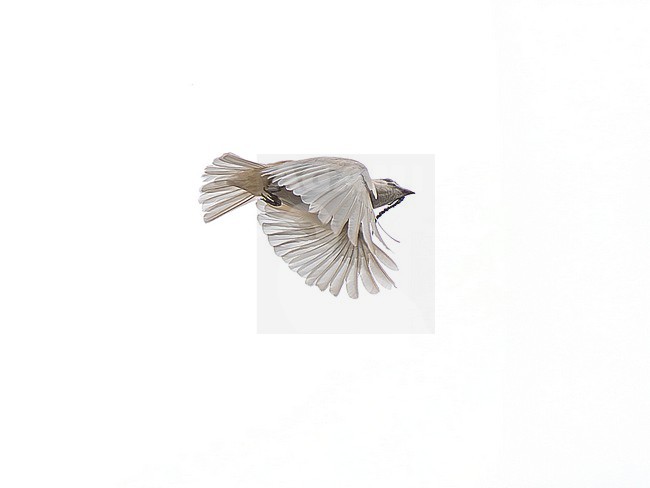 White Bellbird (Procnias albus wallacei) male in flight over the canopy of Amazonian rainforest in Brazil stock-image by Agami/Andy & Gill Swash ,