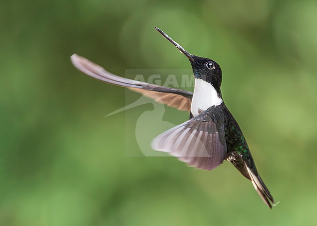 Collared Inca (Coeligena torquata) stock-image by Agami/Lennart Verheuvel,