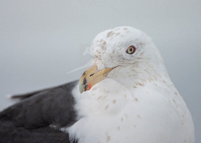 Closeup of the bill of an adult Slaty-backed Gull (Larus schistisagus) wintering on Hokkaido, Japan. stock-image by Agami/Marc Guyt,