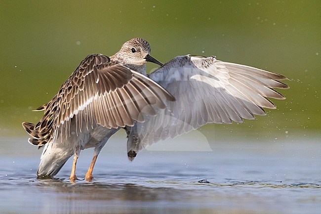 Ruff (Philomachus pugnax), adult female taking a bath. Flapping her wings. stock-image by Agami/Saverio Gatto,
