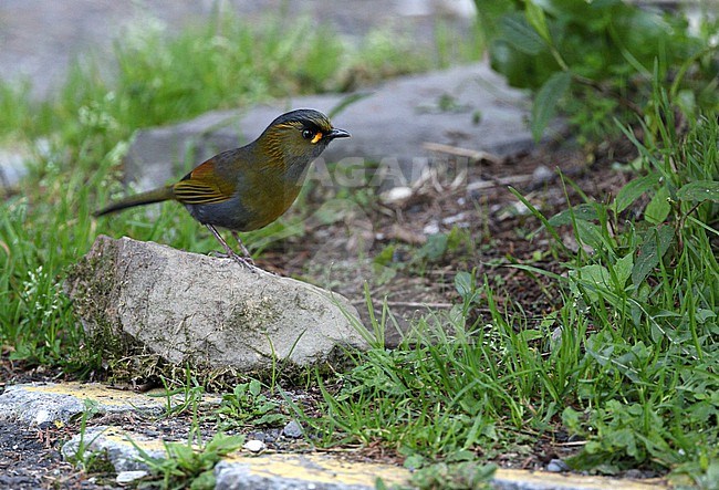 Steere's Liocichla (Liocichla steerii) in Taiwan. stock-image by Agami/James Eaton,
