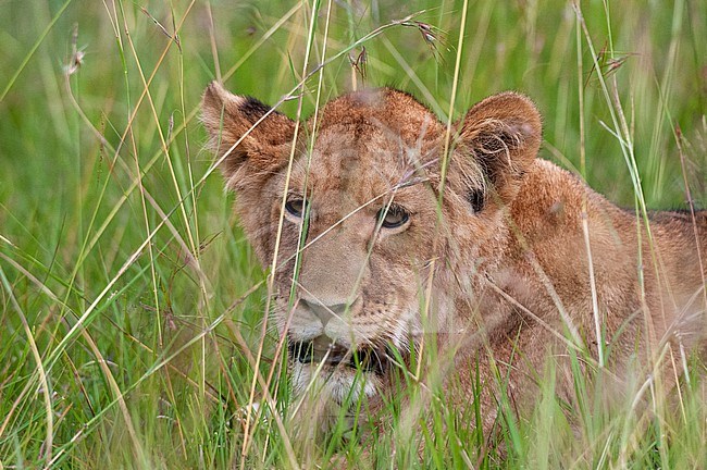 An alert young lion, Panthera leo, hiding in tall grass. Masai Mara National Reserve, Kenya. stock-image by Agami/Sergio Pitamitz,