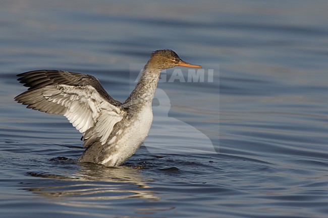 Red-breasted Merganser female flapping her wings, Middelste Zaagbek vrouwtje met vleugels klappend stock-image by Agami/Daniele Occhiato,