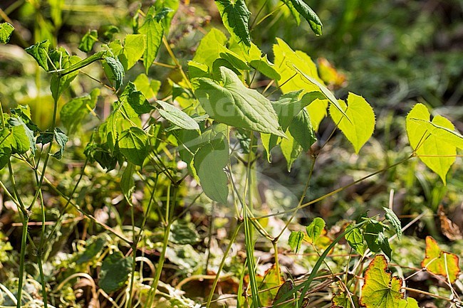 Barren-wort leaves stock-image by Agami/Wil Leurs,
