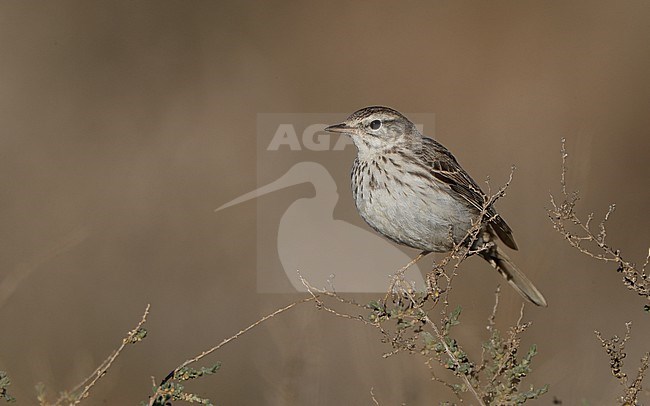 Berthelot's Pipit (Anthus berthelotii berthelotii) perched in a bush at La Oliva, Fuerteventura, Canary Islands stock-image by Agami/Helge Sorensen,