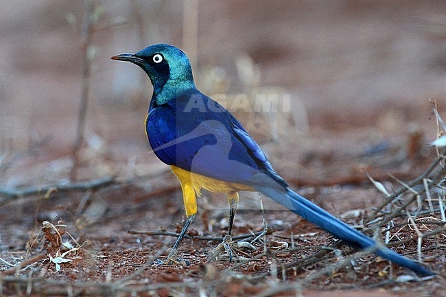 Golden-breasted Starling (Lamprotornis regius) near Negelle in Ethiopia. Beautiful male standing on the ground. stock-image by Agami/Laurens Steijn,
