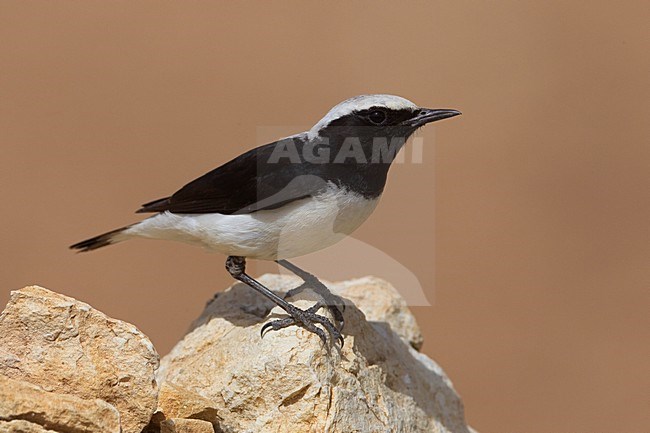 Finsch Tapuit zittend op rots; Finschs Wheatear perched on rock stock-image by Agami/Daniele Occhiato,