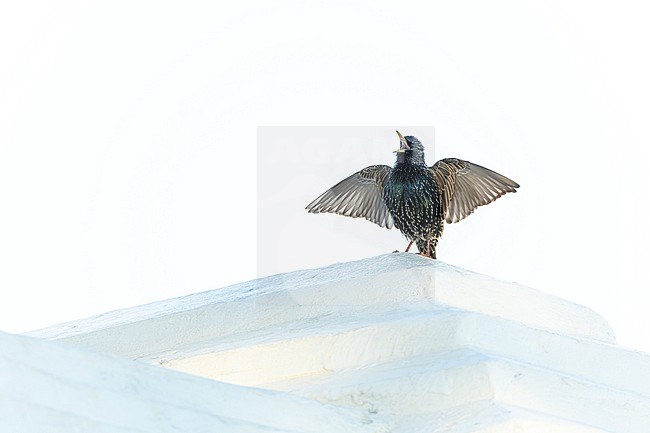 Displaying male Common Starling, Sturnus vulgaris, on a rooftop in Bermuda. stock-image by Agami/Marc Guyt,
