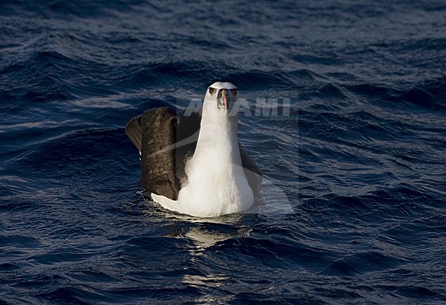 Atlantic Yellow-nosed Albatross; Atlantische Geelsnavelalbatros stock-image by Agami/Marc Guyt,