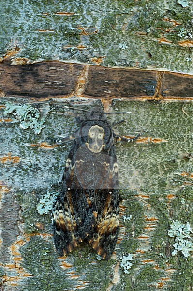Doodshoofdvlinder, Death's-head Hawkmoth stock-image by Agami/Rob de Jong,