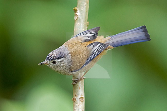 An adult Blue-winged Minla or Blue-winged Siva (Actinodura cyanouroptera) is perching on a branch stock-image by Agami/Mathias Putze,