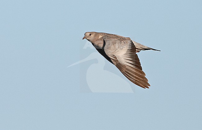 Stock Dove adult flying; Holenduif volwassen vliegend stock-image by Agami/Jari Peltomäki,