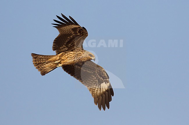 Juveniele Zwarte Wouw in de vlucht; Juvenile Black Kite in flight stock-image by Agami/Daniele Occhiato,