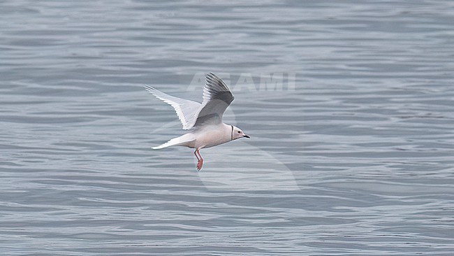 Side view of an adult male Ross's Gull (Rhodostethia rosea) in flight. Showing wings from below stock-image by Agami/Markku Rantala,