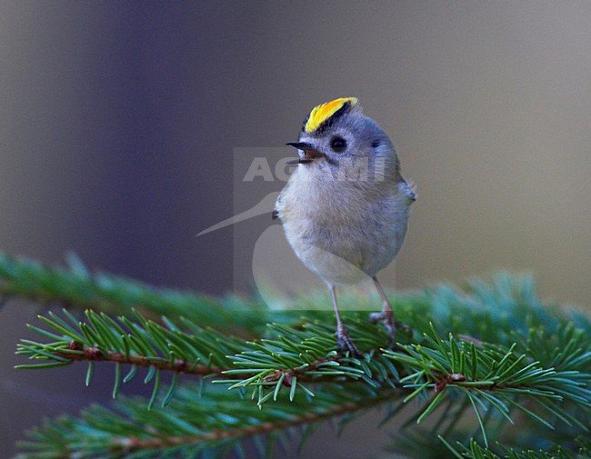 Goudhaan, Goldcrest, Regulus regulus stock-image by Agami/Jari Peltomäki,