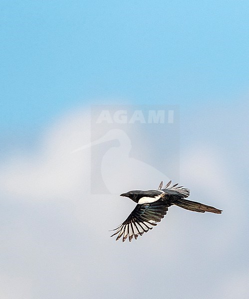 Eurasian Magpie (Pica pica) in Katwijk, Netherlands. stock-image by Agami/Marc Guyt,