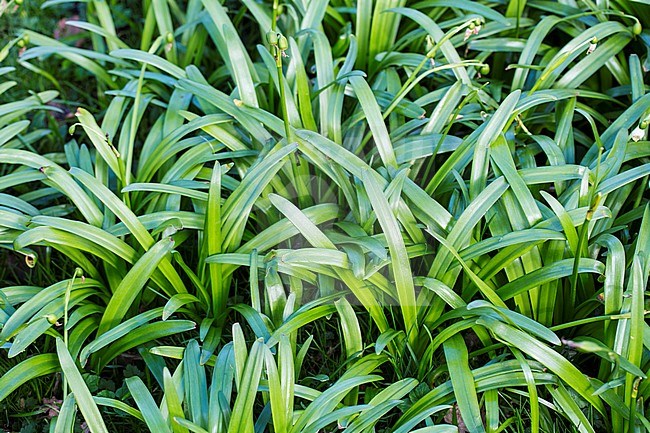 Spring Snowflake leaves stock-image by Agami/Wil Leurs,