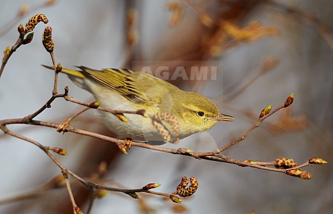 Fluiter zittend op takje; Wood Warbler perched on a branch stock-image by Agami/Markus Varesvuo,