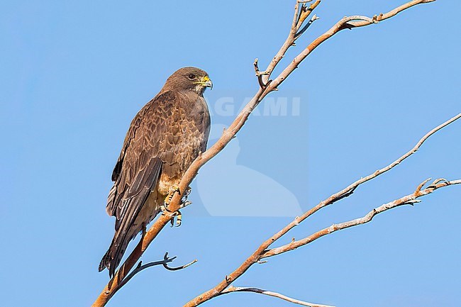 Adult (dark morph)
San Diego Co., CA
April 2023 stock-image by Agami/Brian E Small,